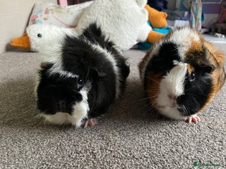 Guinea Pig rodents - Advert 20