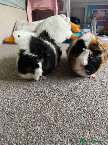 Guinea Pig rodents - Advert 1