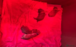 Australian Labradoodle dogs for sale: Fib Labradoodle puppies - Advert 7