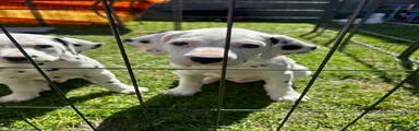 Dalmatian Puppy 1