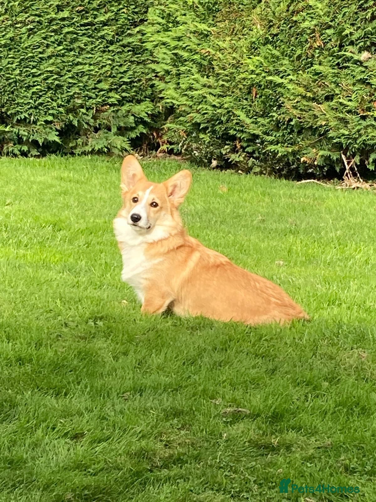 Welsh Corgi Pembroke dogs for sale: Lovely Corgi Girl Pup - Ready To Go - Advert 4
