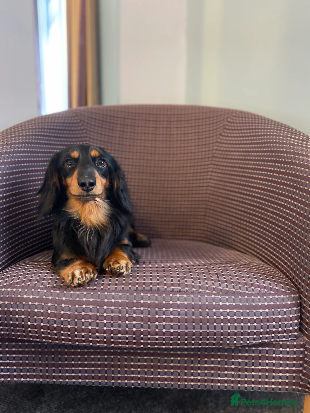 Dachshund dogs for stud: Quality miniature long hair dachshund for stud  in Saint Austell - Advert 9