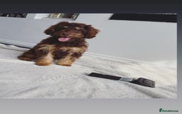 Cockapoo dogs for sale: Quality health tested miniature cockapoo girl! - Image 9