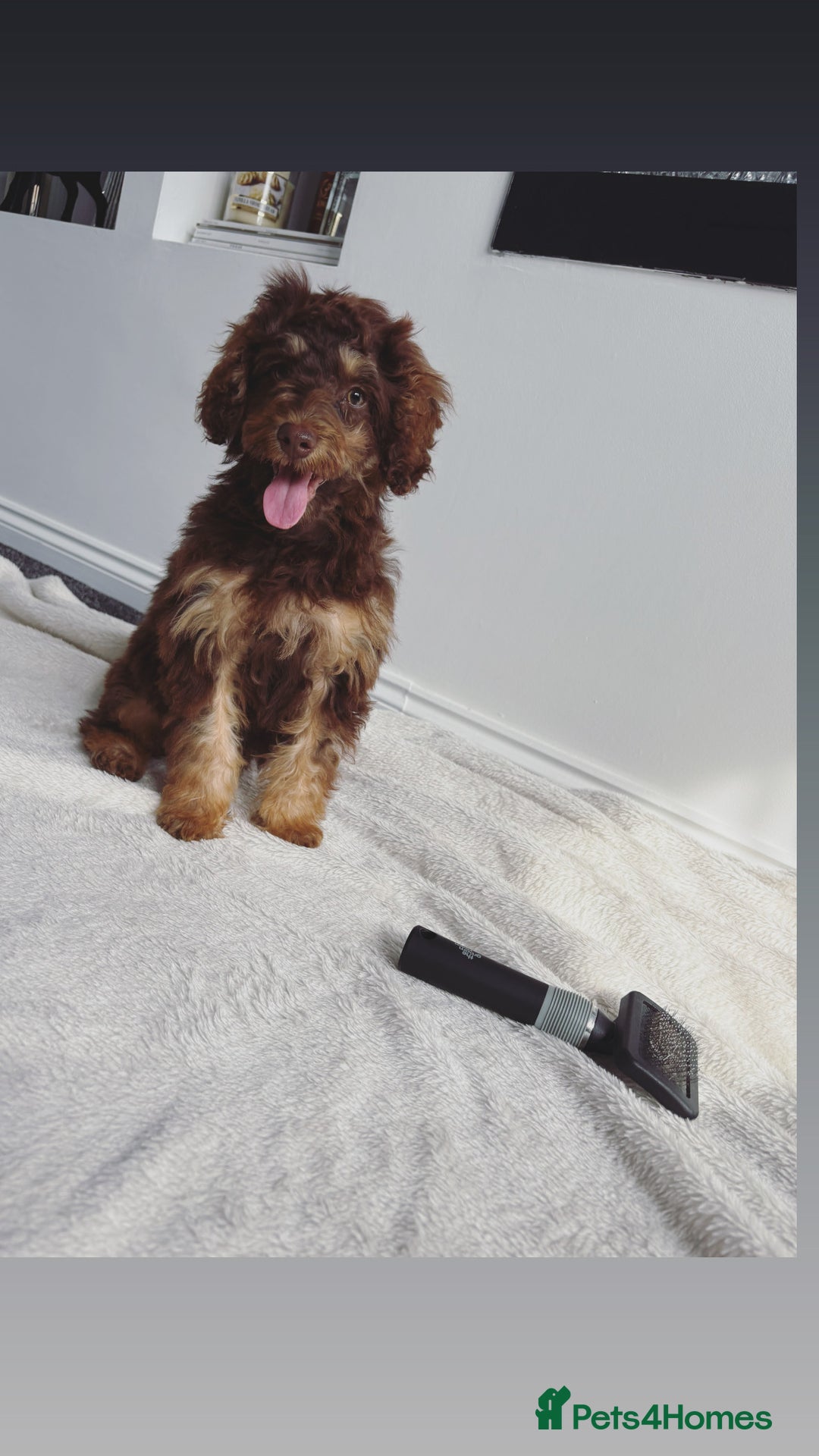 Cockapoo dogs for sale: Quality health tested miniature cockapoo girl! - Image 9