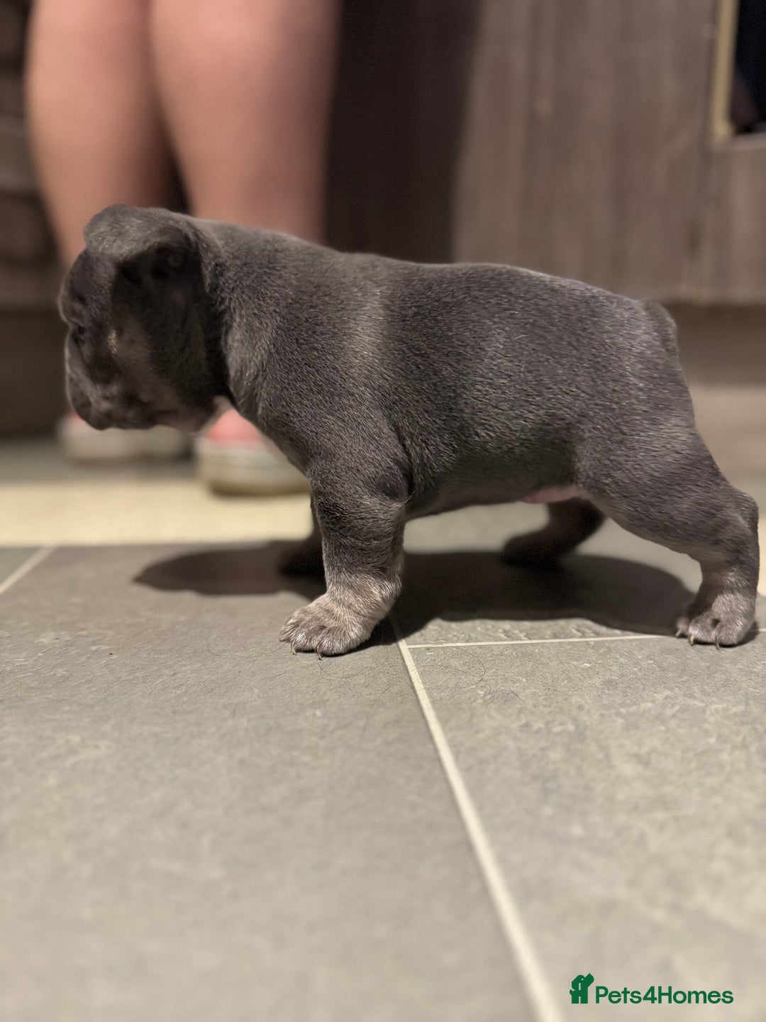 French Bulldog dogs for sale:  AMAZING PUPS  - Advert 25