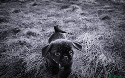 Pug dogs for stud: Fluffy pug for Stud - Image 12