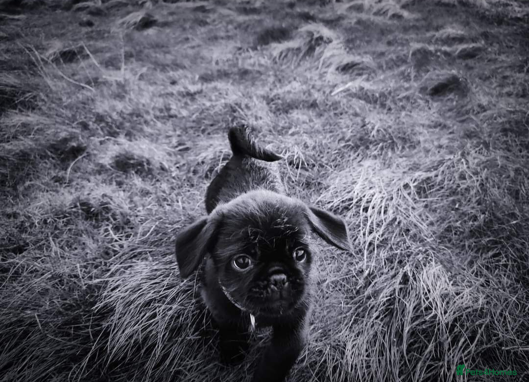 Pug dogs for stud: Fluffy pug for Stud - Image 12