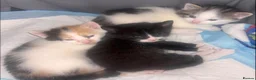 Mixed Breed cats for sale: 3 beautiful kittens ❤️ in Birkenhead - Advert 8