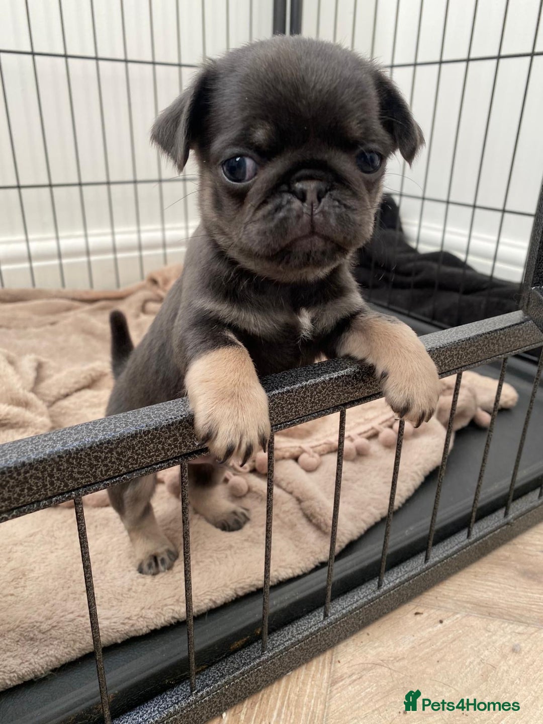 Pug dogs for sale: Puppy pugs! - Advert 5