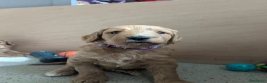 Beau