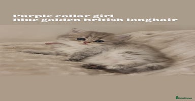 British Shorthair cats - Advert 14