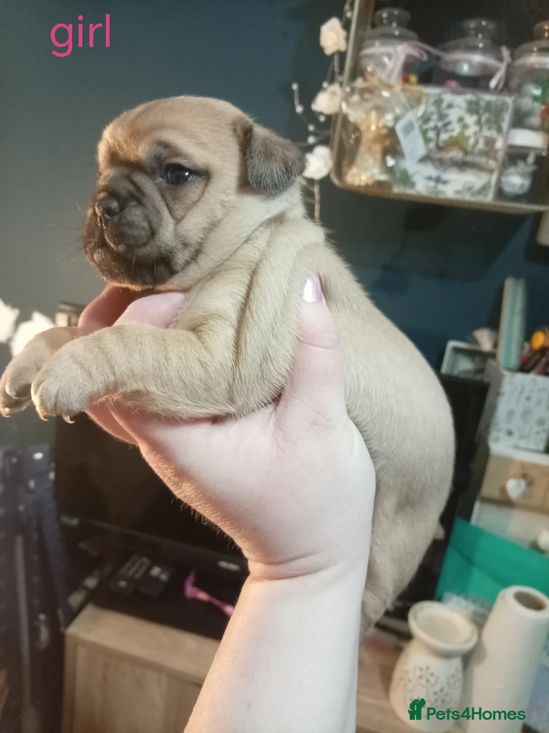 Jug dogs for sale: Jug puppies Jack Russell x pug puppies available - Advert 9