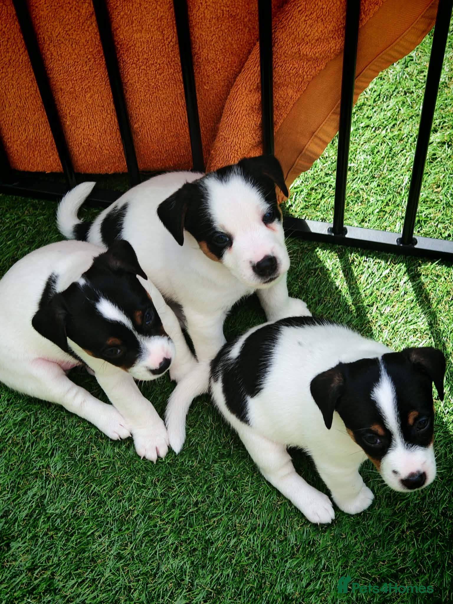 Jack Russell dogs BEAUTIFUL JACK RUSSELL PUPPIES AVAILABLE - Advert 1