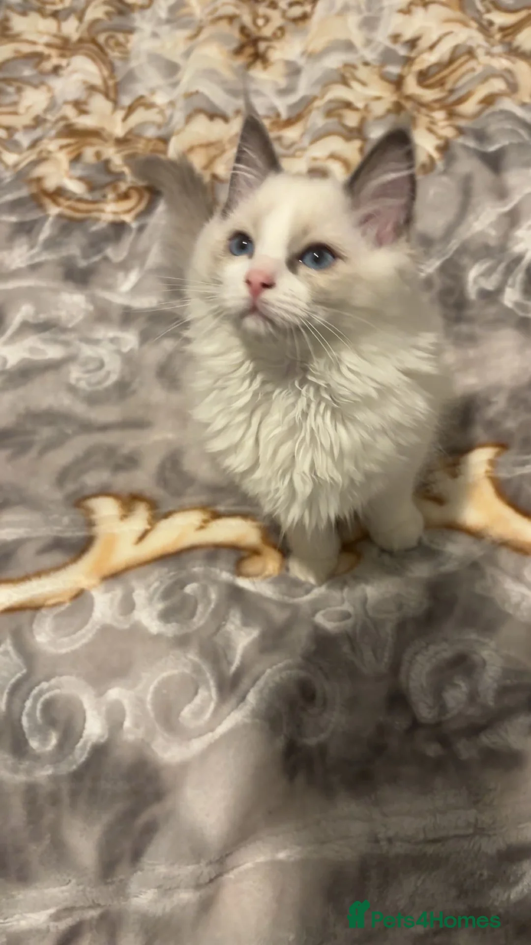 Ragdoll cats for sale: White Female Ragdoll for sale - Advert 4