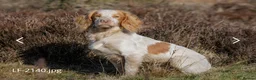Cocker Spaniel dogs for sale: Legally Docked Working KC Cocker Spaniel Pups - Advert 5