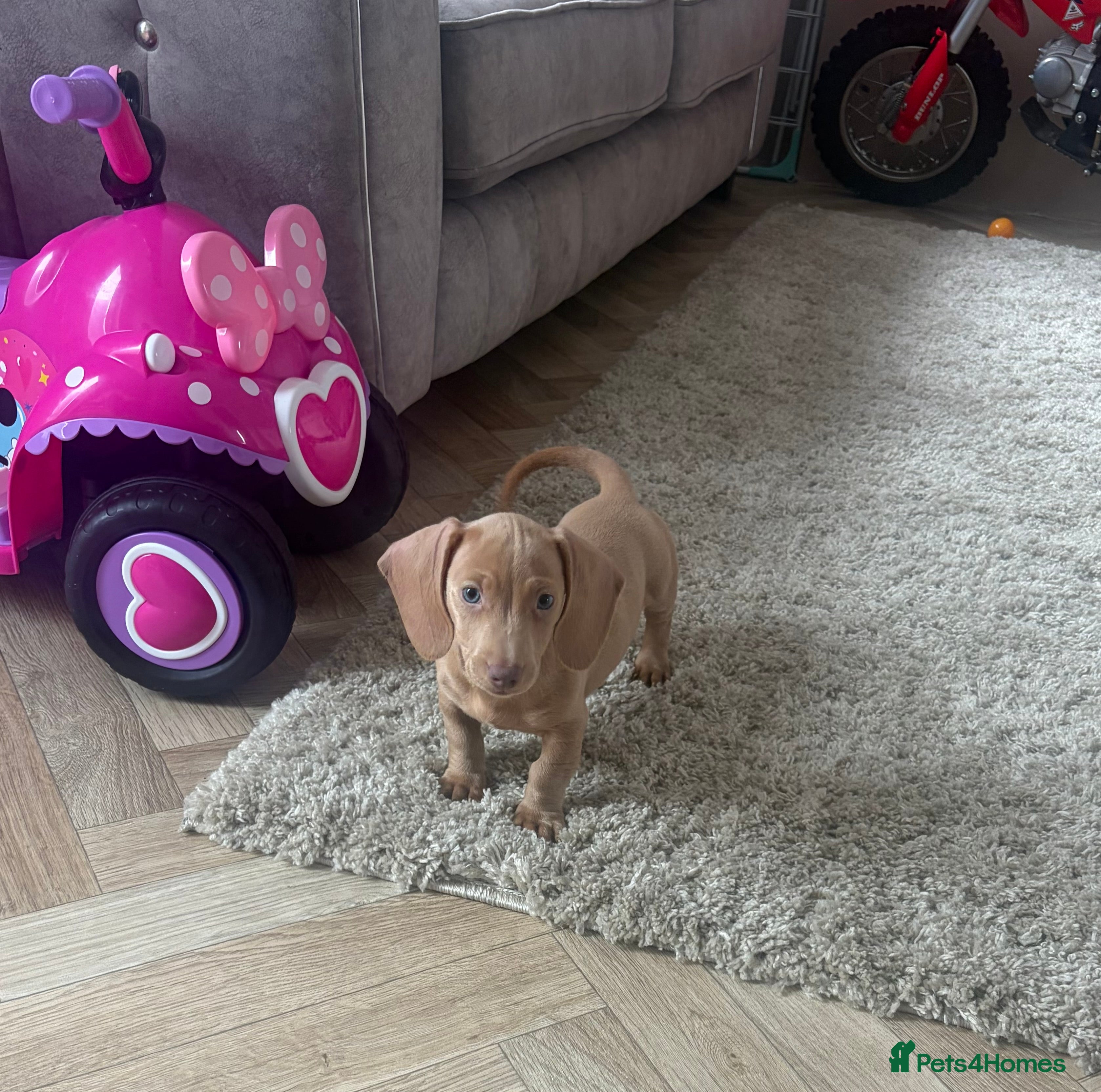 Dachshund dogs Beautiful dashound puppy’s  - Advert 2