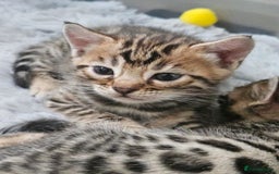 Bengal cats for sale: Lovely bengal kittens(Tica reg.)😍 - Image 34