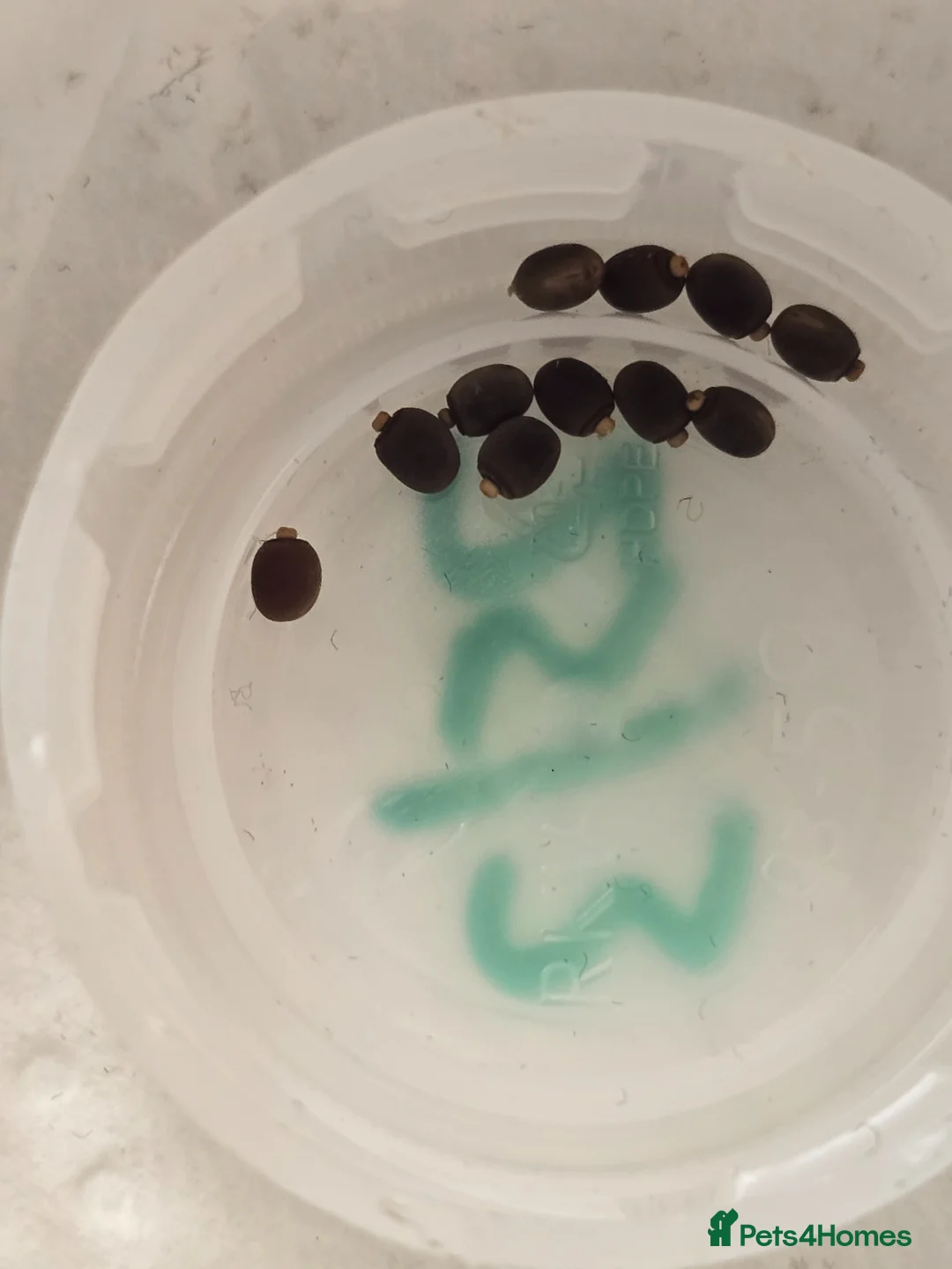 Stick Insects invertebrates for sale: Indian stick insect eggs in Bristol - Advert 2