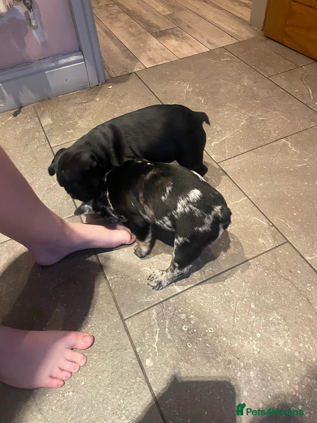 French Bulldog dogs for sale: 3 stunningly unique coloured stocky frenchies - Advert 15
