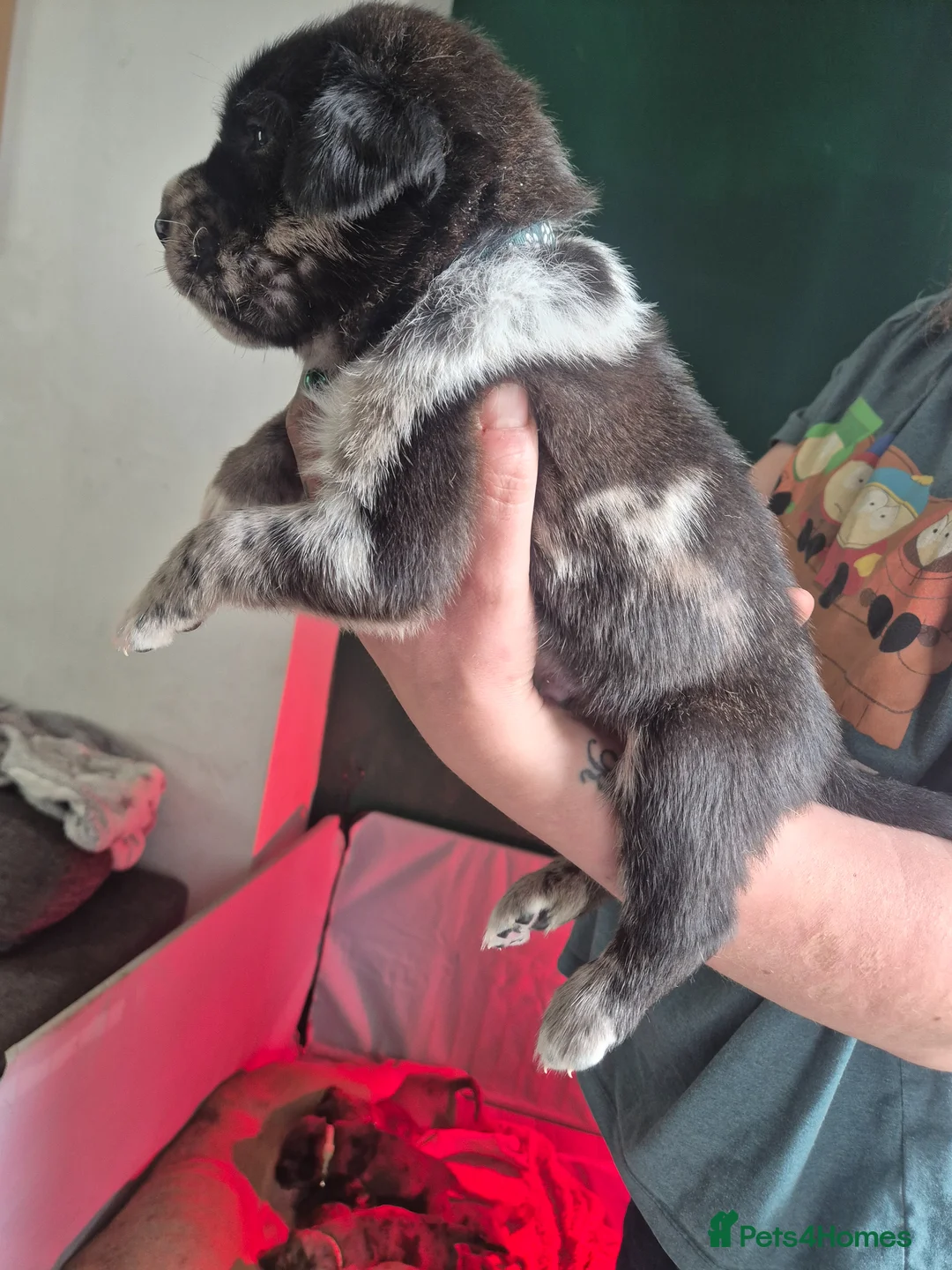 Cane Corso dogs for sale: Cane corso cross tibetan mastiff puppies - Advert 2