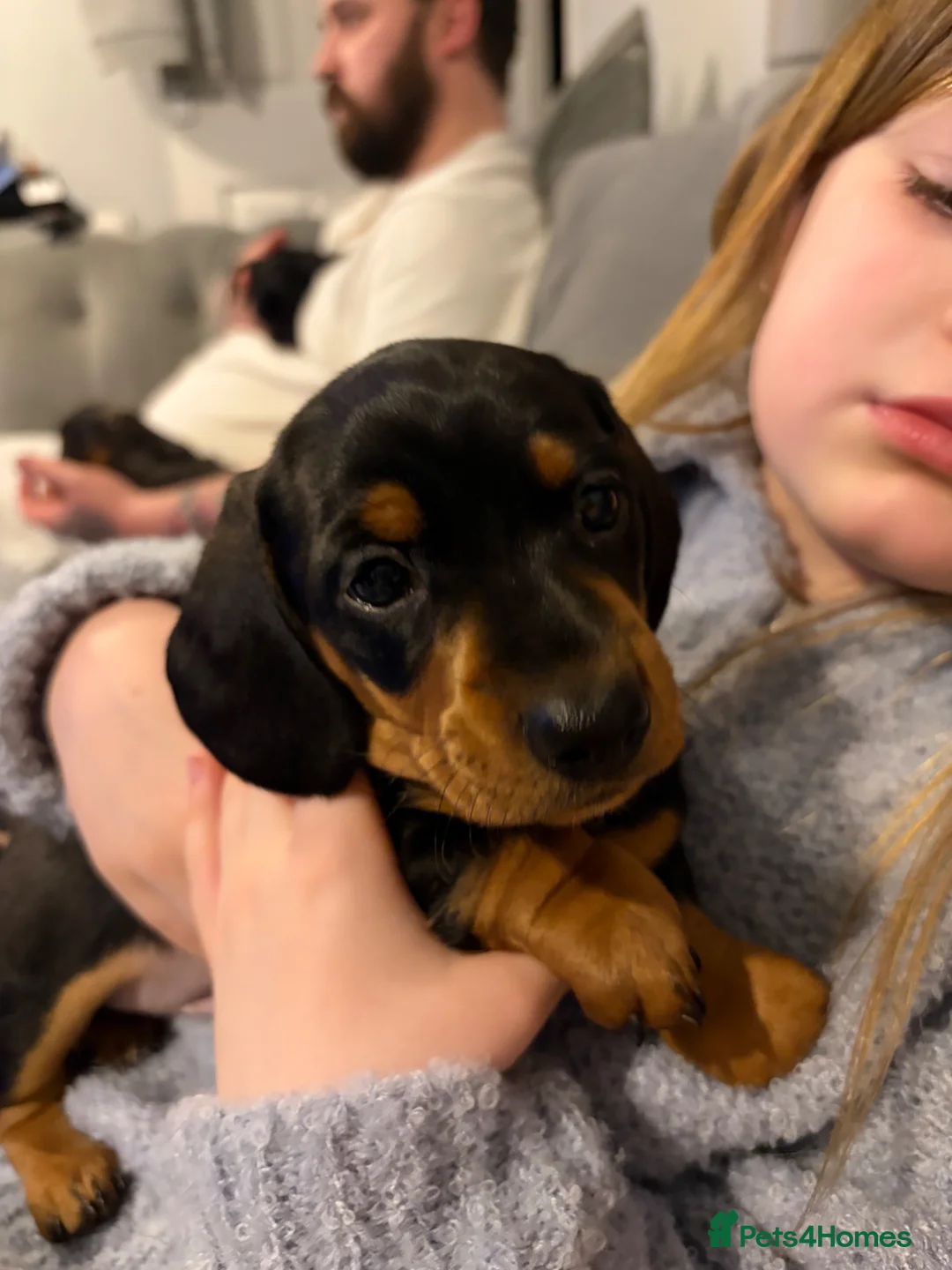 Miniature Dachshund dogs for sale: Just 1 Black and Tan boy left £650 - Advert 24