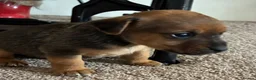 Jack Russell dogs for sale: Beautiful Jack Russell puppies  in Reading - Advert 2