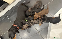 Miniature Dachshund dogs for sale: Miniature Dashound Puppies  - Image 8