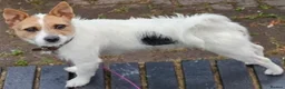 Jack Russell dogs for sale: Jack Russell pups - Advert 10