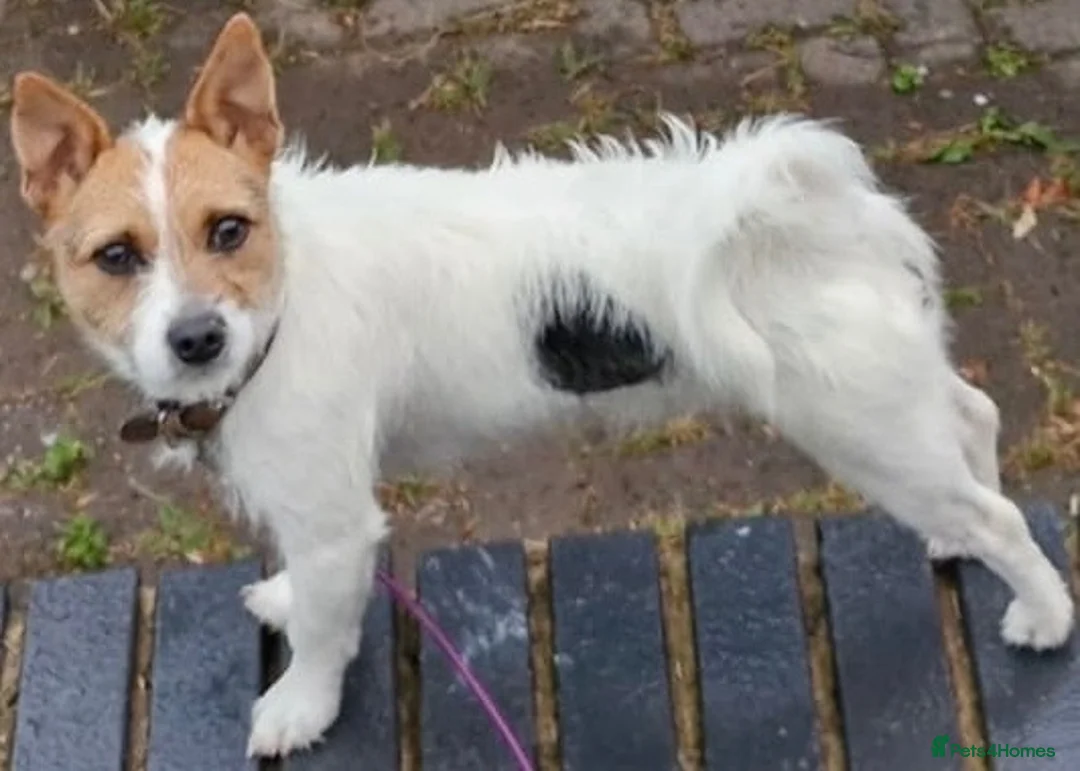Jack Russell dogs for sale: Jack Russell pups - Advert 10