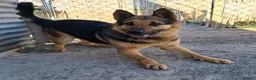 German Shepherd dogs for adoption: 🚨‼️URGENT‼️🚨 Bandit 💙🐾 - Advert 5