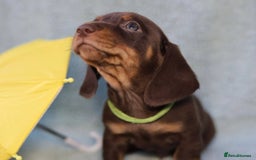 Dachshund dogs for sale: 5 weeks insurance  miniature dachshunds puppies - Image 27