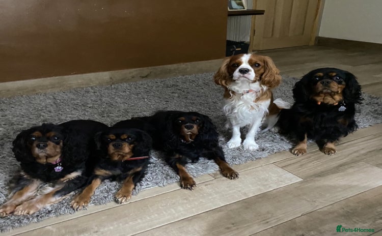 Cavalier King Charles Spaniel dogs - Advert 1