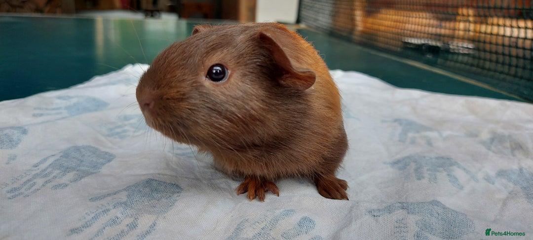 Guinea Pig rodents for sale: Beautiful baby Guinea Pigs - Image 4