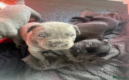 Cane Corso dogs for sale: Cane Corso puppies  - Image 7