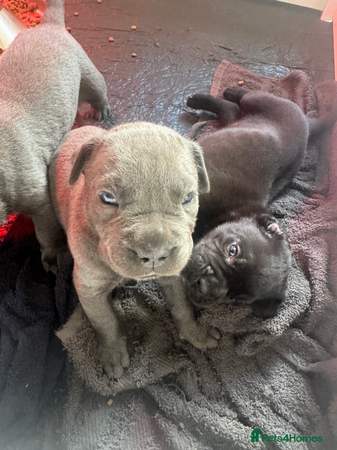 Cane Corso dogs for sale: Cane Corso puppies  - Image 7