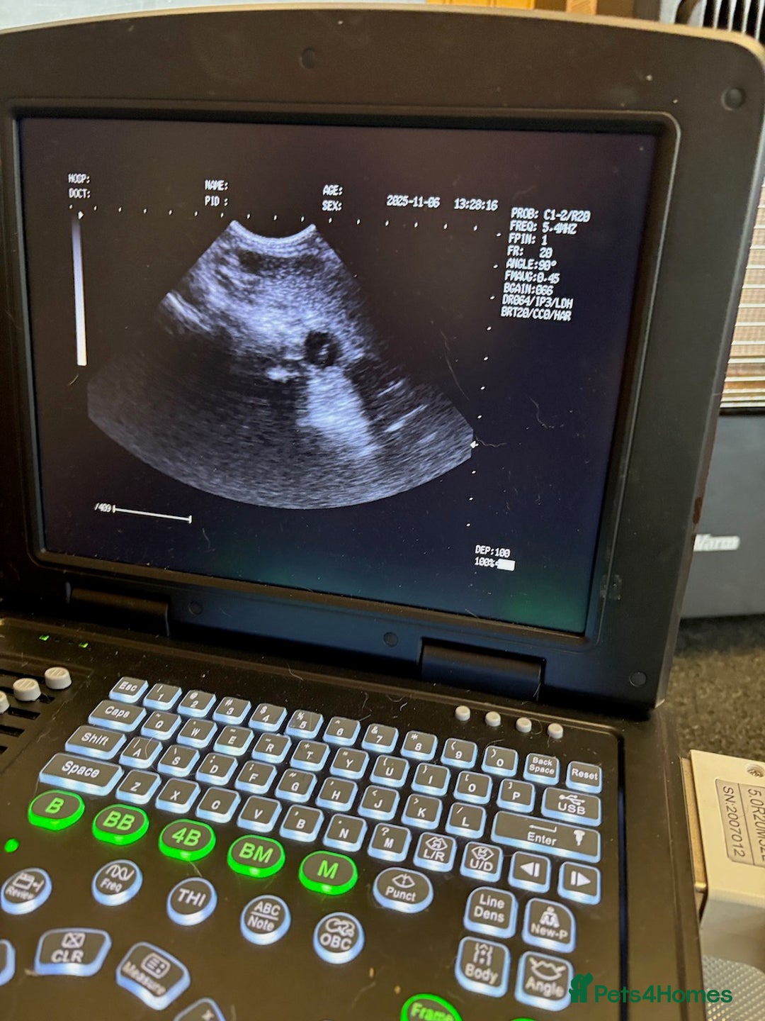 West Highland Terrier dogs for sale: Winsome Westies from a 5 Star Registered Breeder  - Advert 9