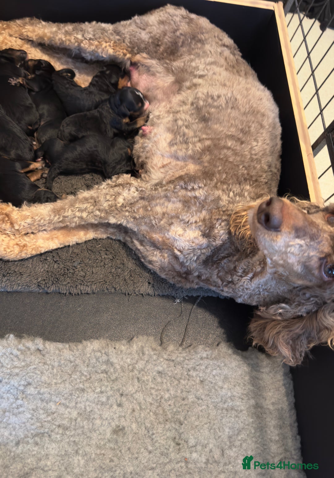 Bernedoodle dogs for sale: Health tested F1 tri bernedoodles last pup - Image 6