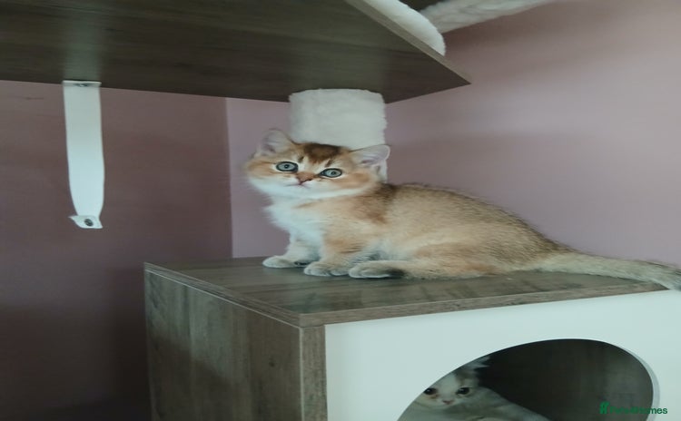 British Shorthair cats - Advert 8