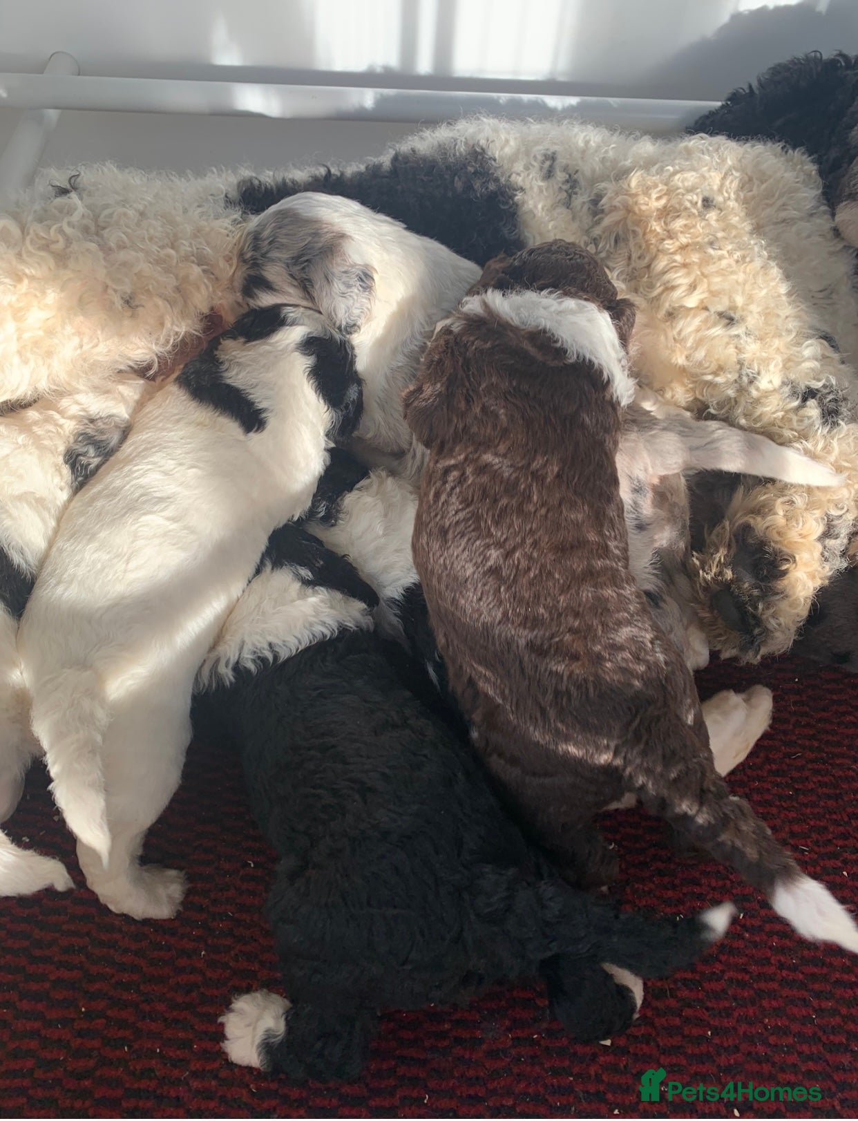 Sheepadoodle dogs Standard Sheepadoodle READY NOW - Advert 6