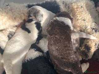 Sheepadoodle dogs Standard Sheepadoodle READY NOW - Advert 3