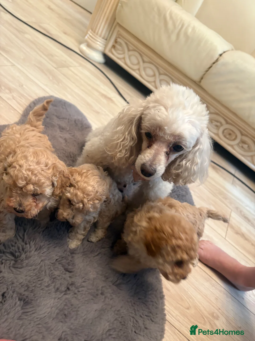 Toy Poodle dogs for sale: Toy poodle puppies  in Hatfield - Advert 2