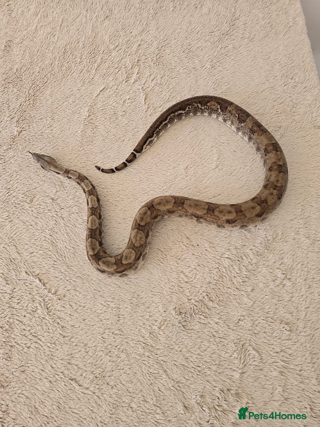 Boa Snake reptiles for sale: Boa Constrictor Job Lot – 3 Stunning 2022 Boas - Image 6