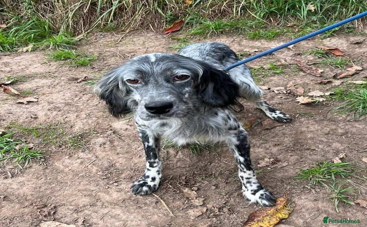 English Setter dogs - Advert 1