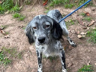 English Setter dogs - Advert 2