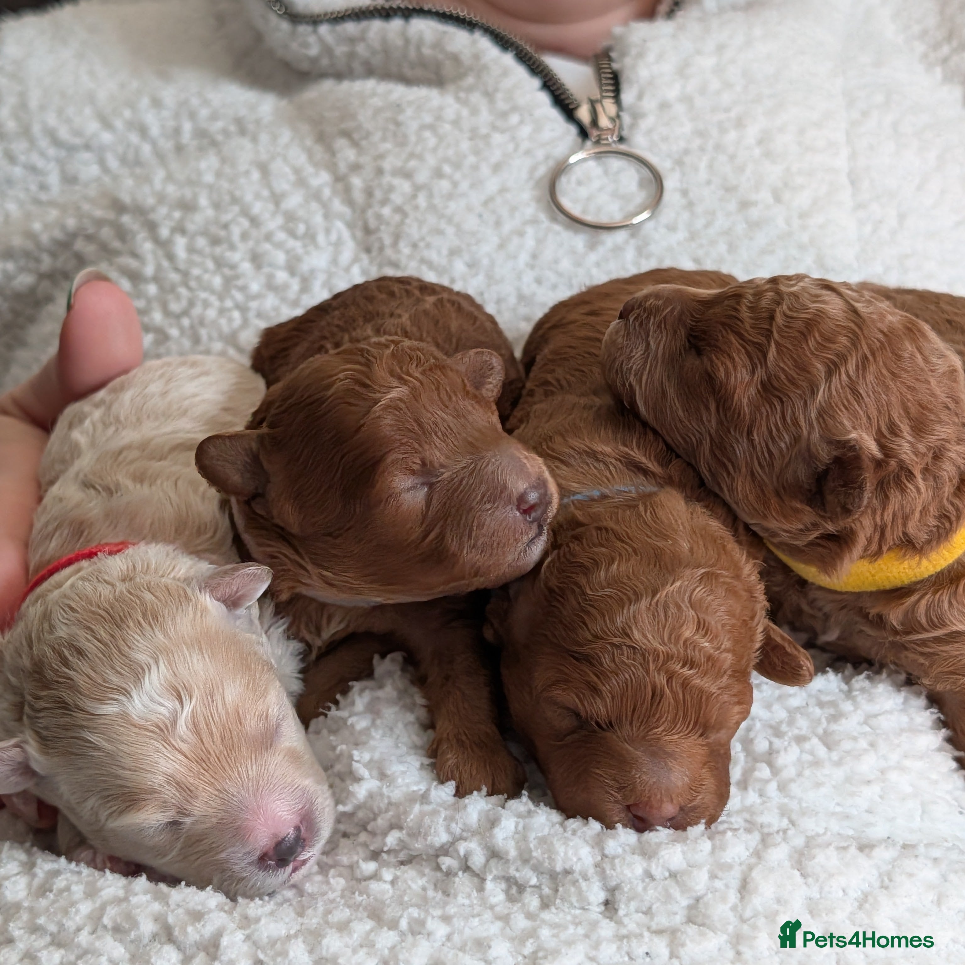 Maltipoo dogs Home-raised F1b Maltipoo Puppies – Red & Champagne - Advert 2