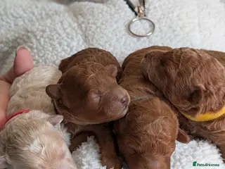 Maltipoo dogs Home-raised F1b Maltipoo Puppies – Red & Champagne - Advert 2