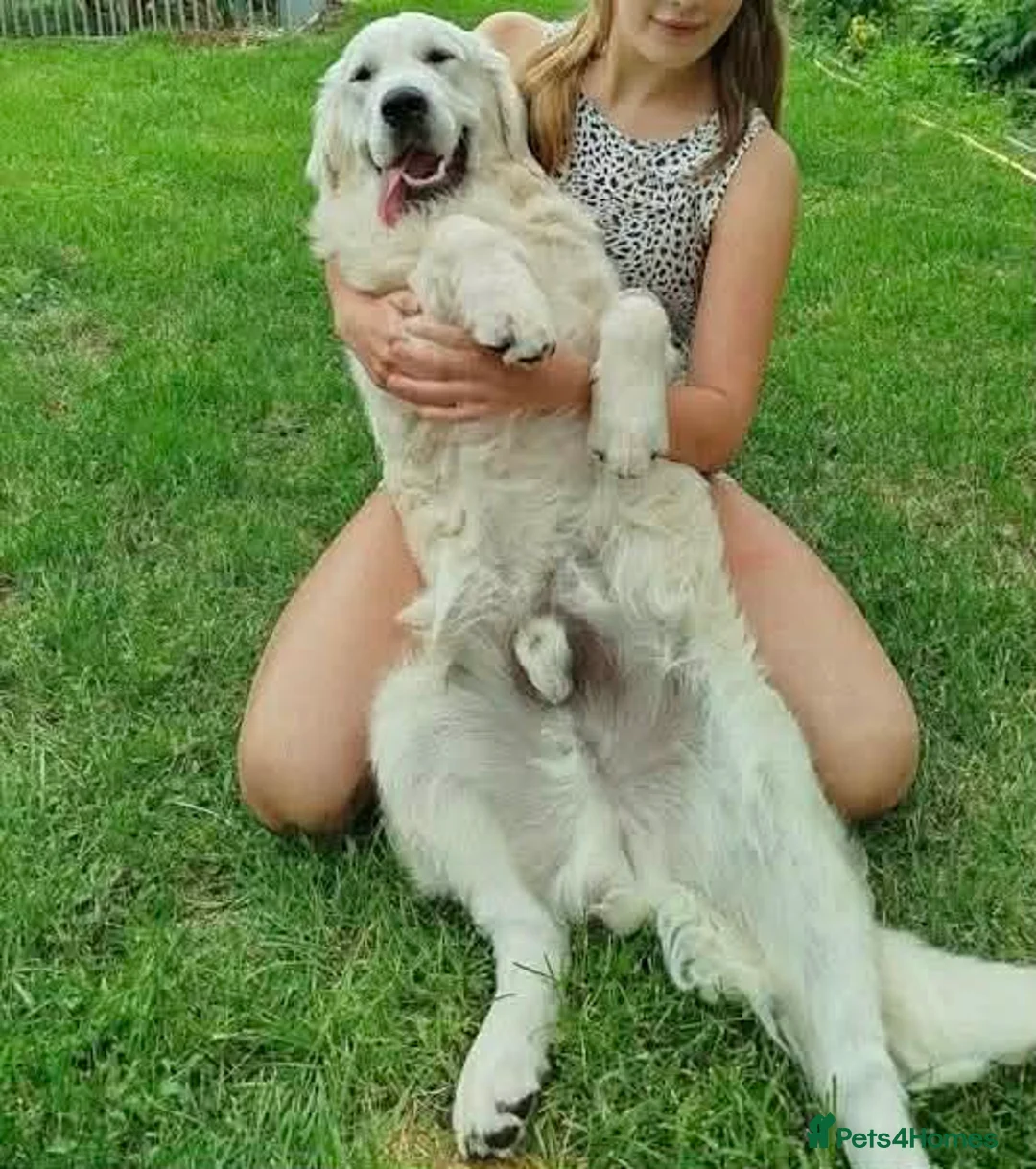 Golden Retriever dogs for sale: ❤️ Beautiful Golden Retriever puppies 🐶 - Advert 3