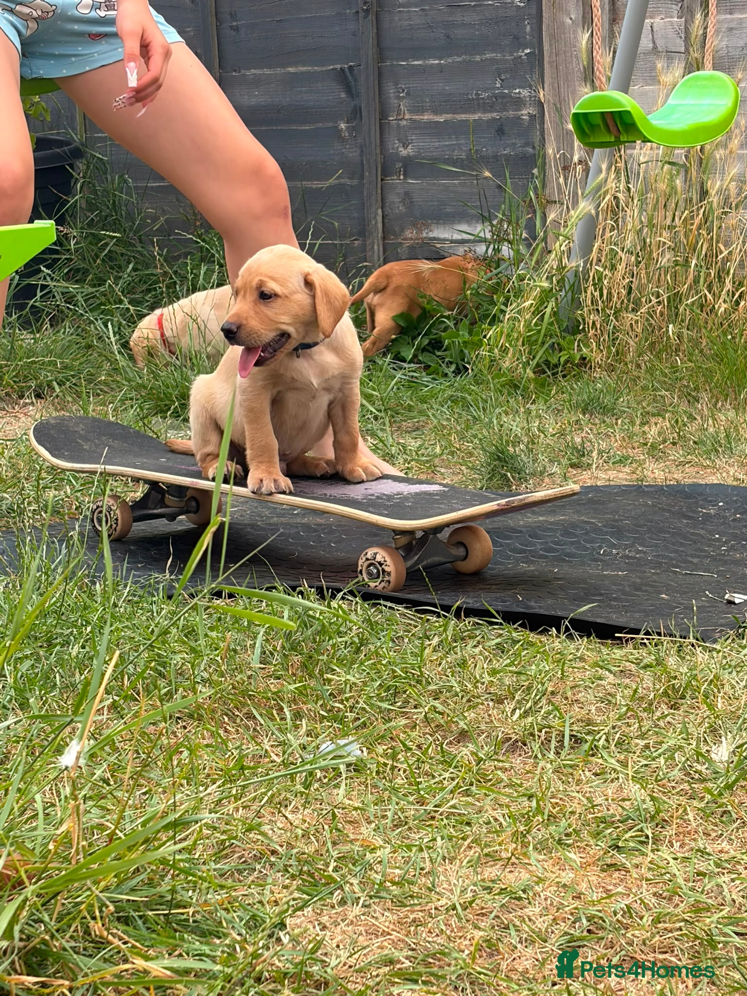 Labrador Retriever dogs KC YELLOW & RED LABRADORS  - Advert 4