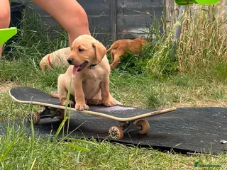 Labrador Retriever dogs KC YELLOW & RED LABRADORS - Advert 4