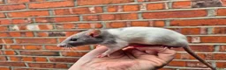Rat rodents for sale: Various male and female rats  - Advert 13